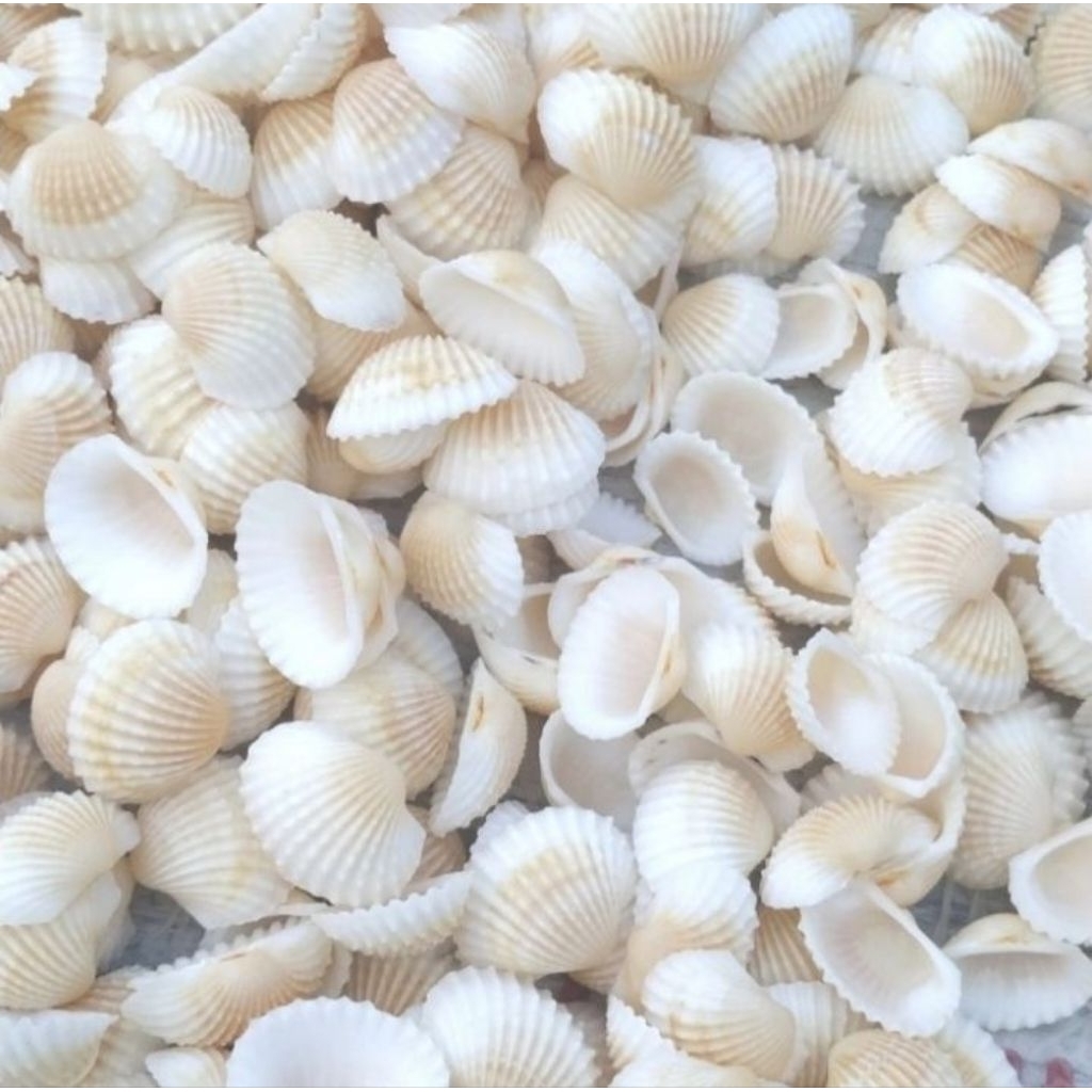 

kulit kerang putih 500 g