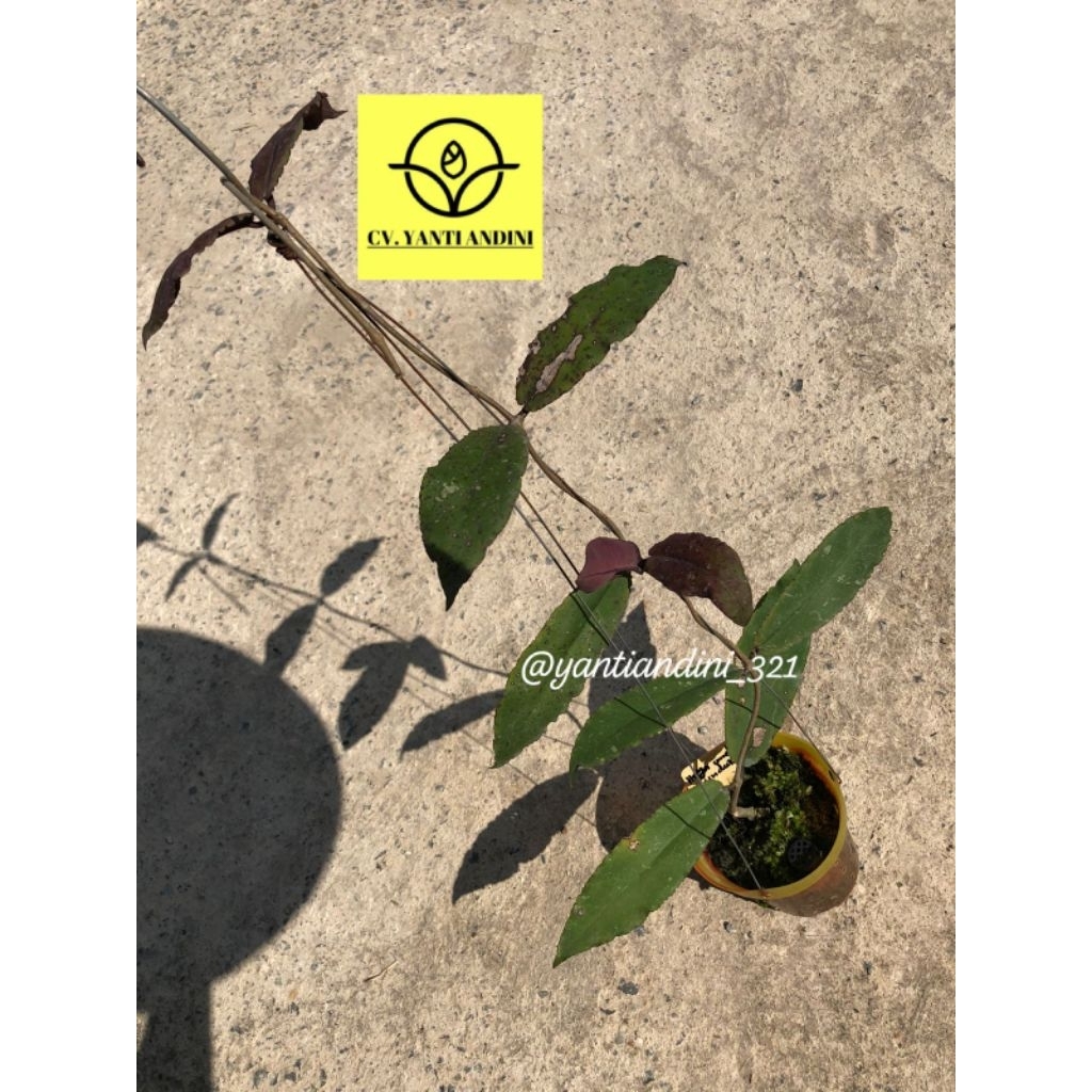 Hoya Undulata Long
