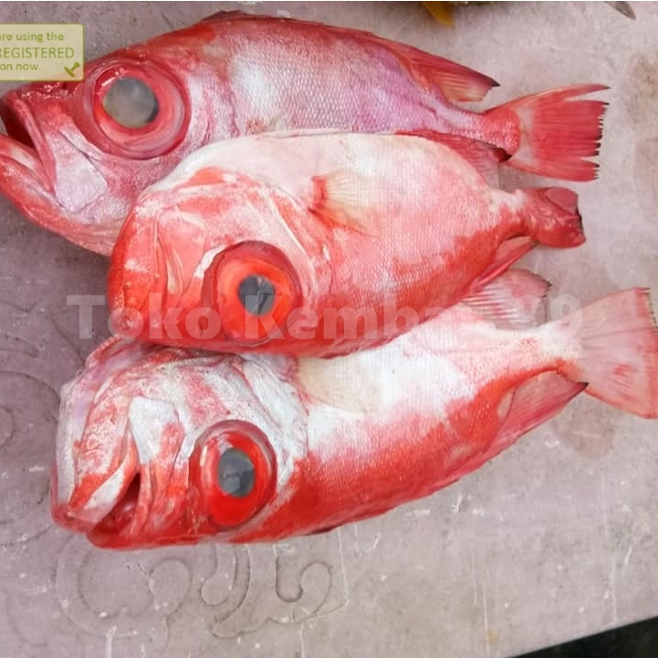 

Ikan Raja Ganteng Segar Ikan Raja Ganteng 1Kg