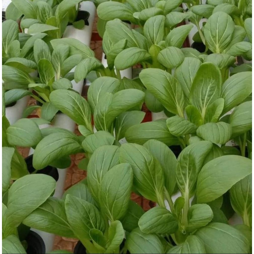 

pakcoy sayuran hidroponik