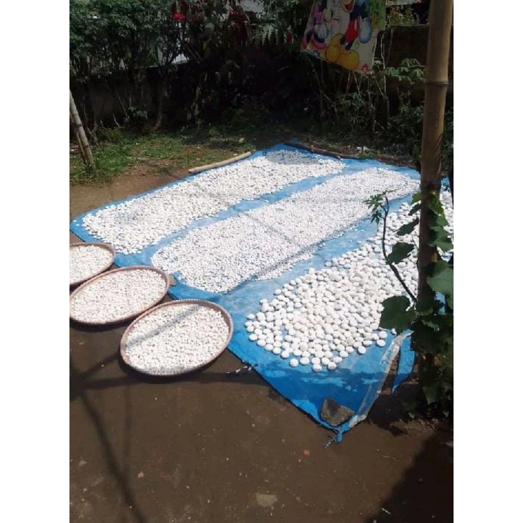 

100butir ragi bikin tape terjami kualitasnya