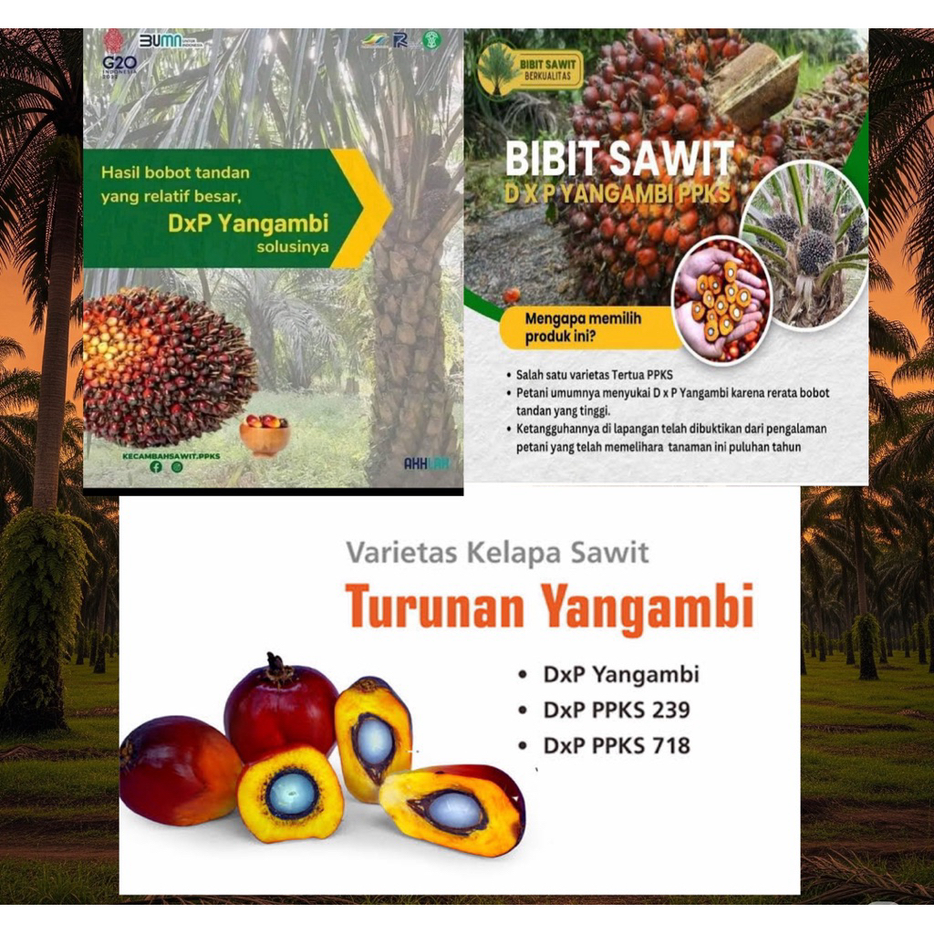 (Terlaris NO 1)SAWIT BIBIT UNGGUL VARIETAS PPKS YANGAMBI KELUARAN TERBARU PPKS ORIGINAL DAN BERKUALI