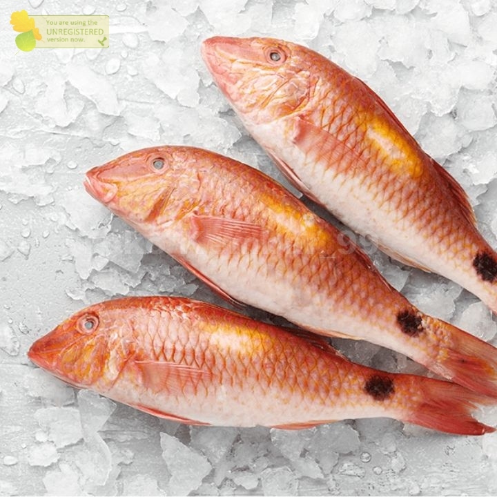 

Ikan Biji Nangka Ikan Laut Segar 1Kg