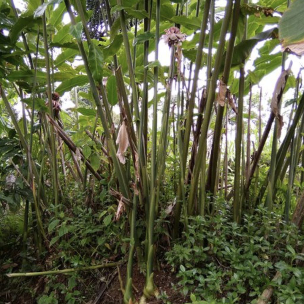 

Burus Batang Kecombrang Phon Honje 500gr - 1kg Fresh Asli Cilacap