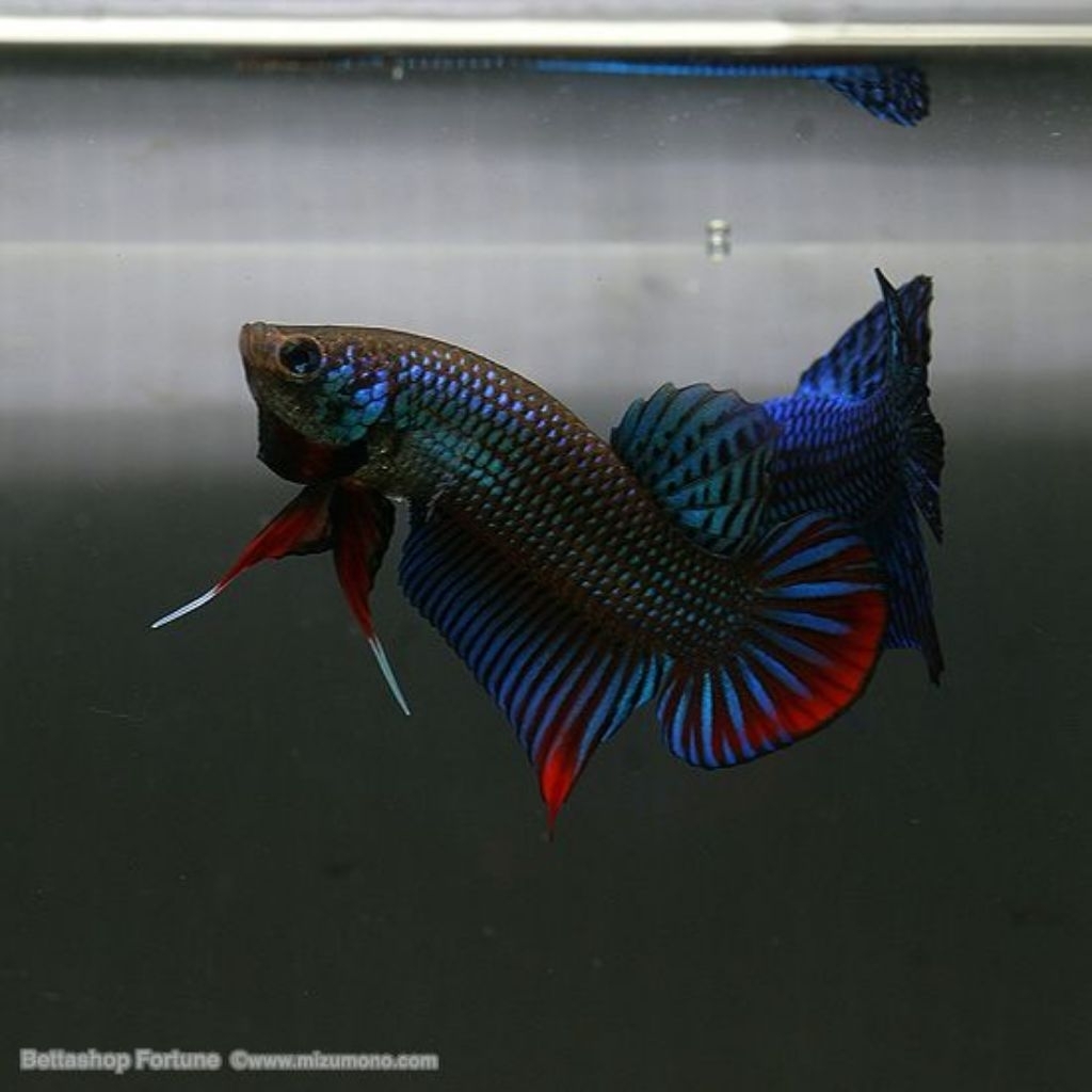 Cupang BAGAN Aduan Super M++