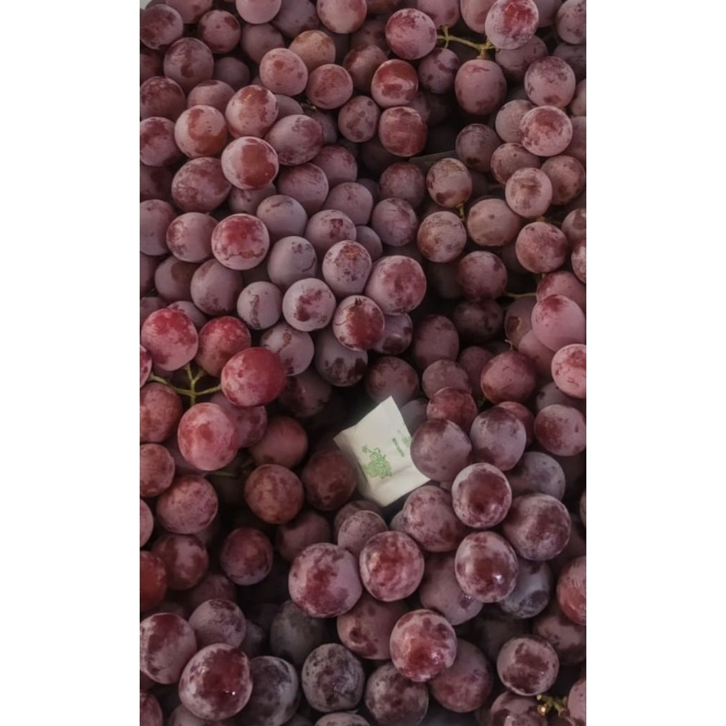 

ANGGUR RED GLOBE RRT