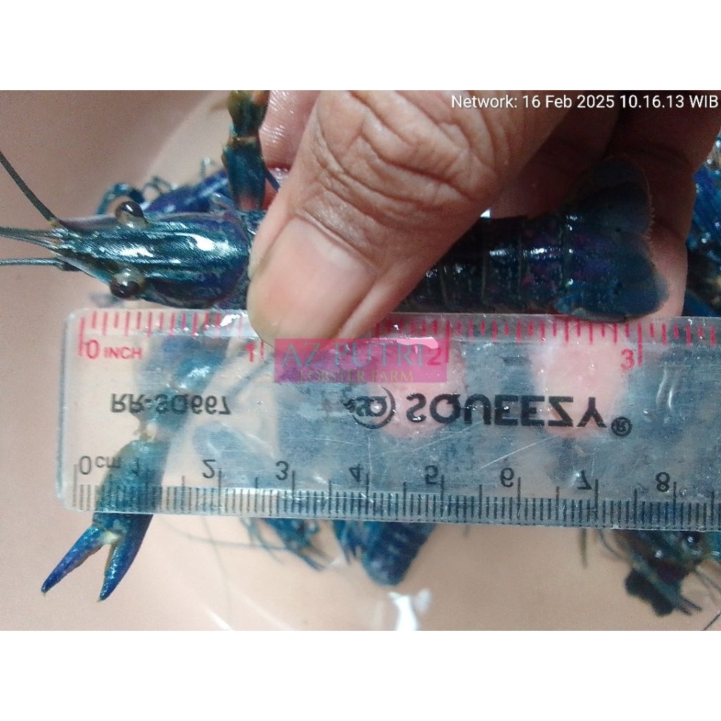 bibit / calon indukan lobster air tawar 3 inch up/7.5cm-8.5cm PER SET