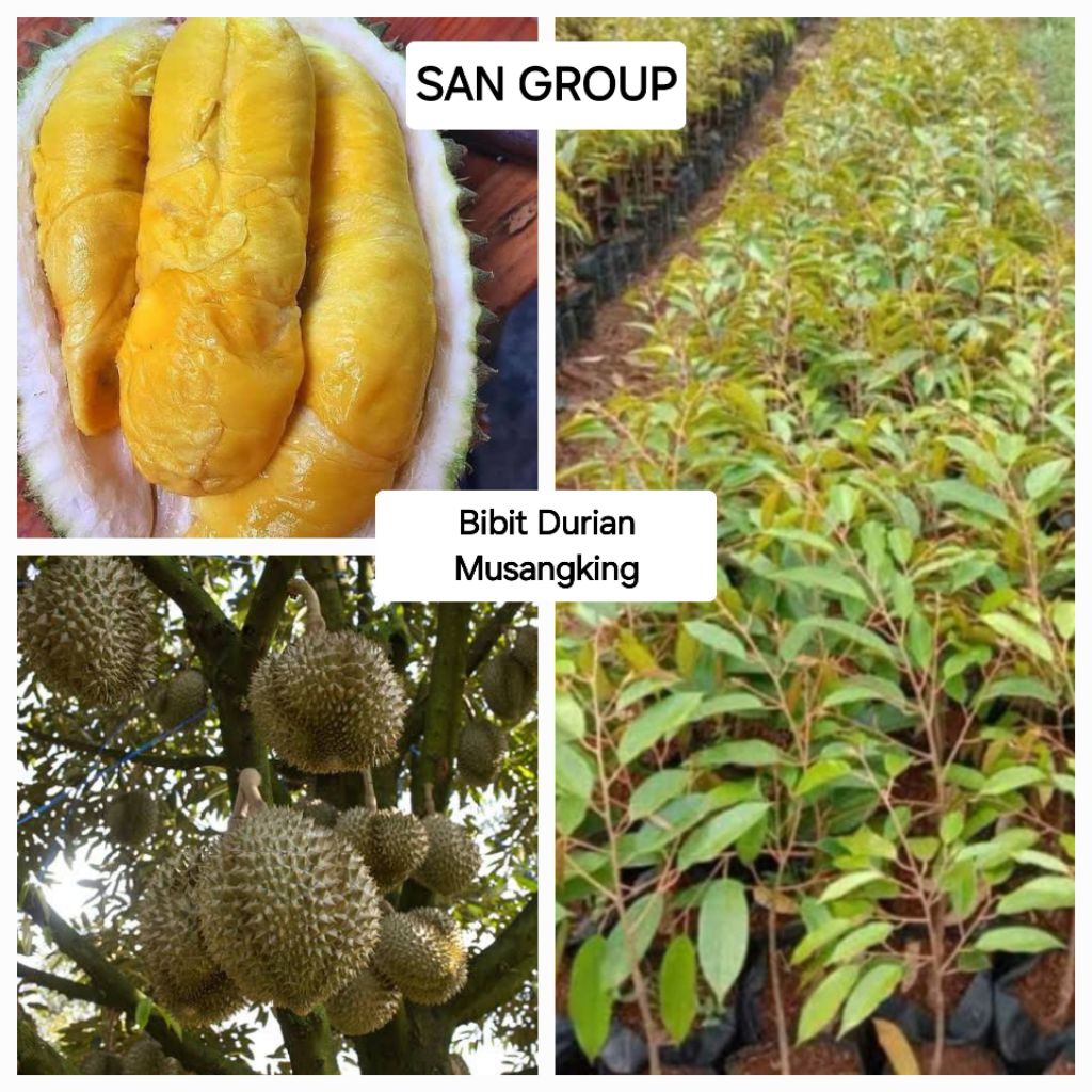 POHON BIBIT DURIAN MUSANG KING MUSANGKING BUAH DURIAN DUREN POHON BENIH DURIAN MUSANGKING UNGGUL OKU