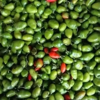 

Cabe Gendot Cabai Gendot Cabe Gendhot asli Bandung