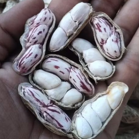 

KACANG MADU HIBRIDA-LURIK SUPER PREMIUM 1000 GRAM