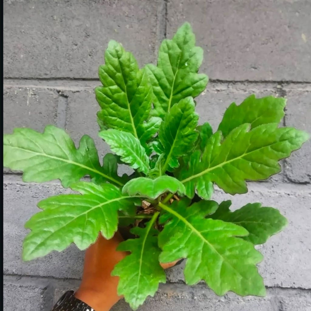 Bibit tanaman daun dewa/bibit umbi dewa