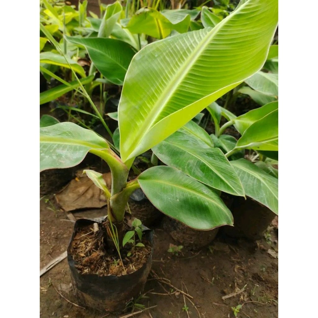 Bibit pohon pisang tanduk