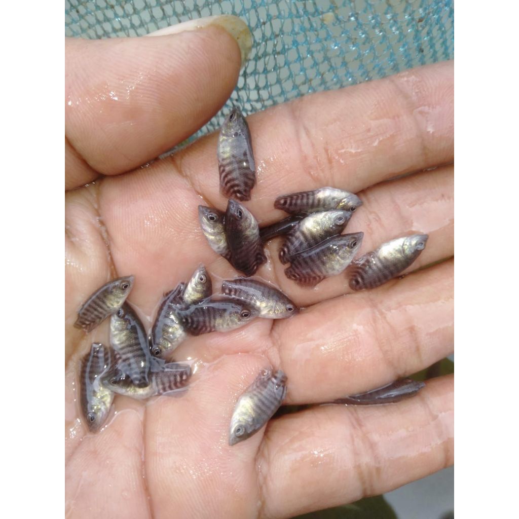 

'PAKET IKAN 50 EKOR GURAME SOANG'