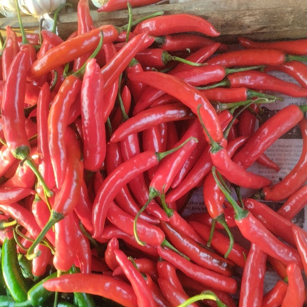 

Cabe Merah Besar 500 Gram