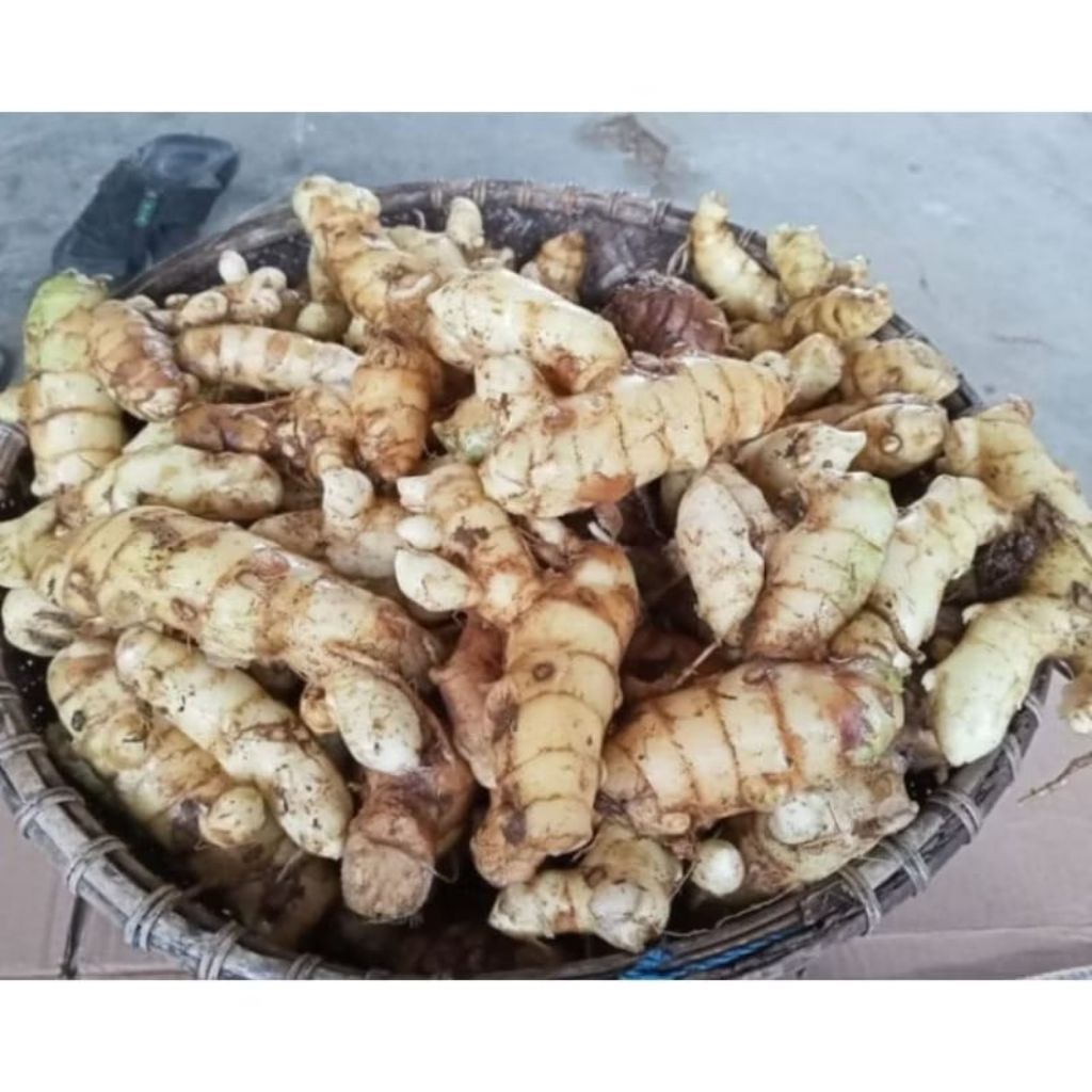

kunyit putih segar -asli organik herbal CURCUMA ZEDOARIA 500gram bisa cod Ya