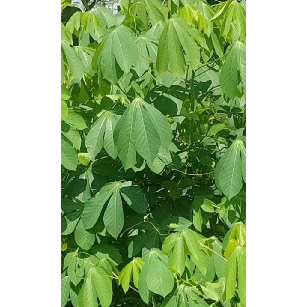 

Daun Singkong sayur segaralami 1kg