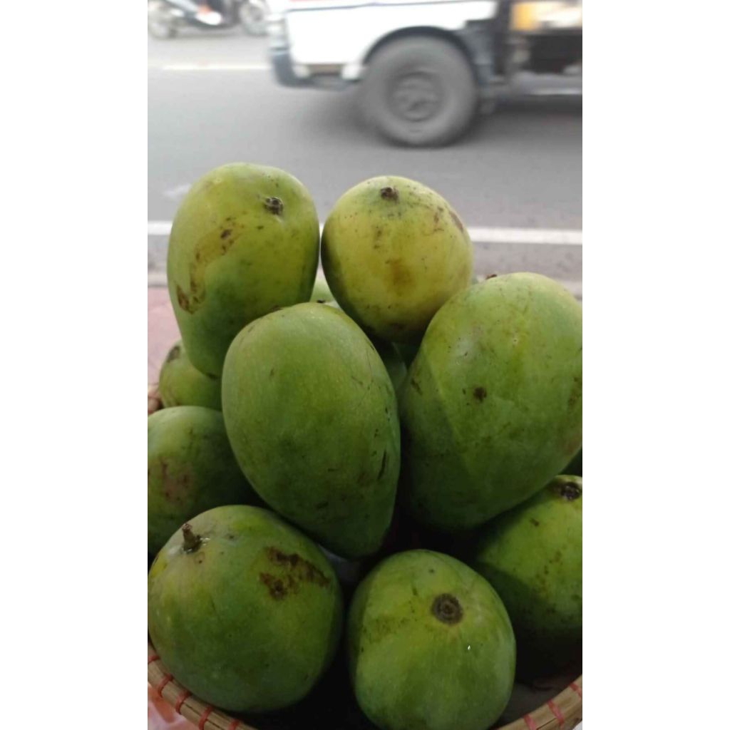 

Mangga Harum Manis