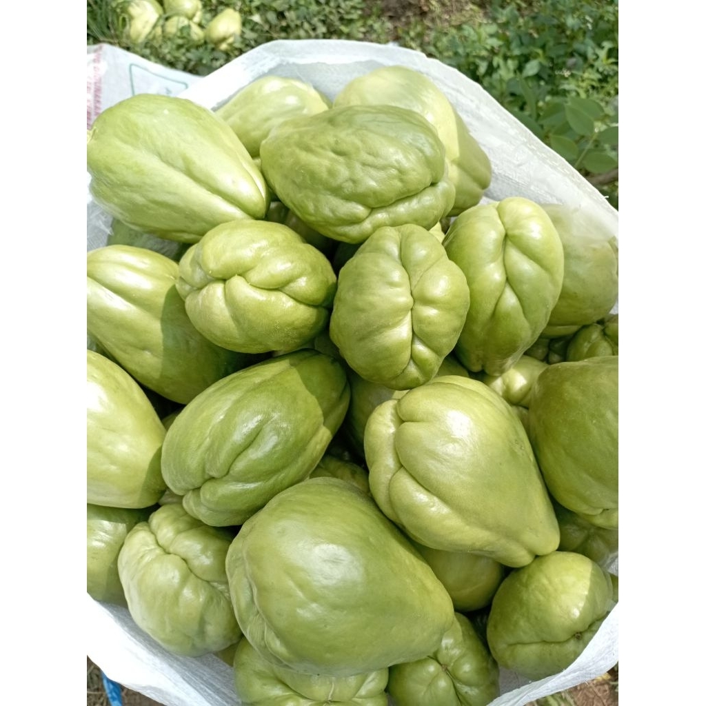 

Labu Siem 1kg Fress Hasil Sendiri