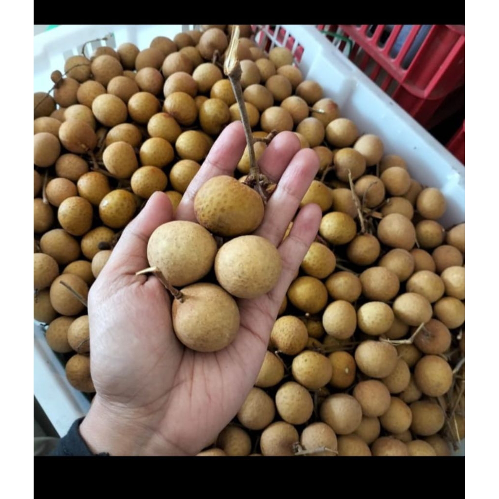 

kelengkeng impor 1 kg cod