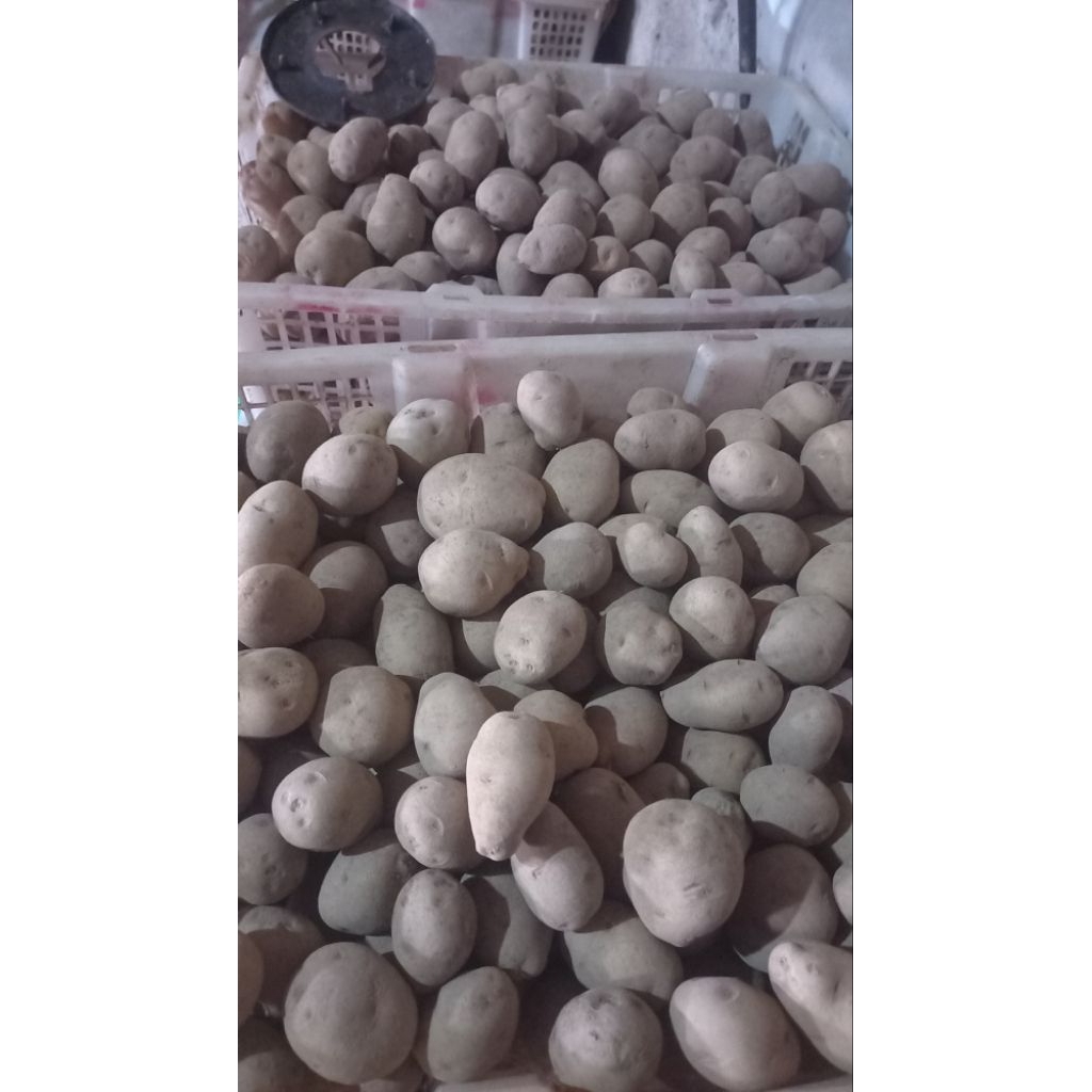 

kentang siomay 500gr Rp 11500