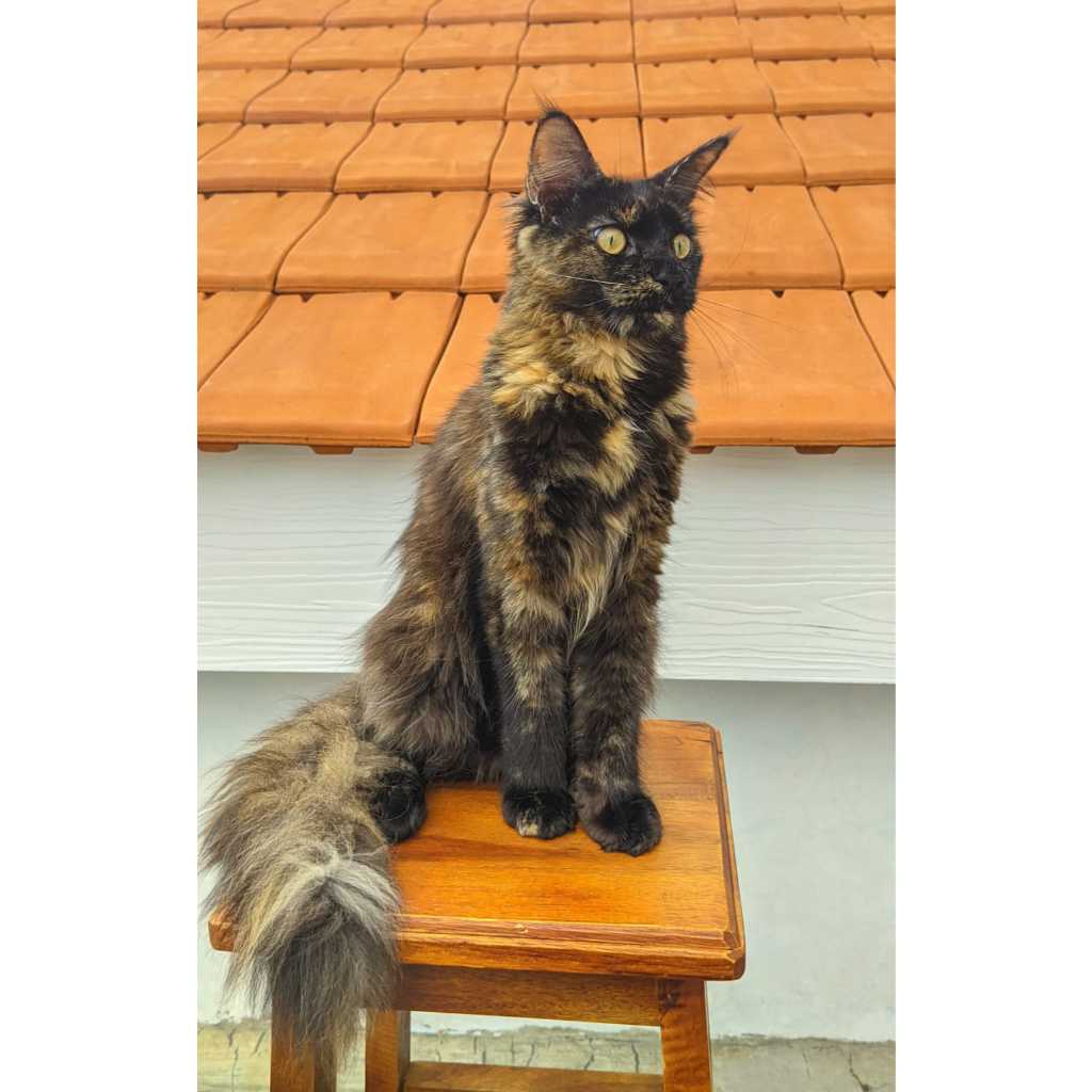 Kucing Mainecoon Betina Female NP