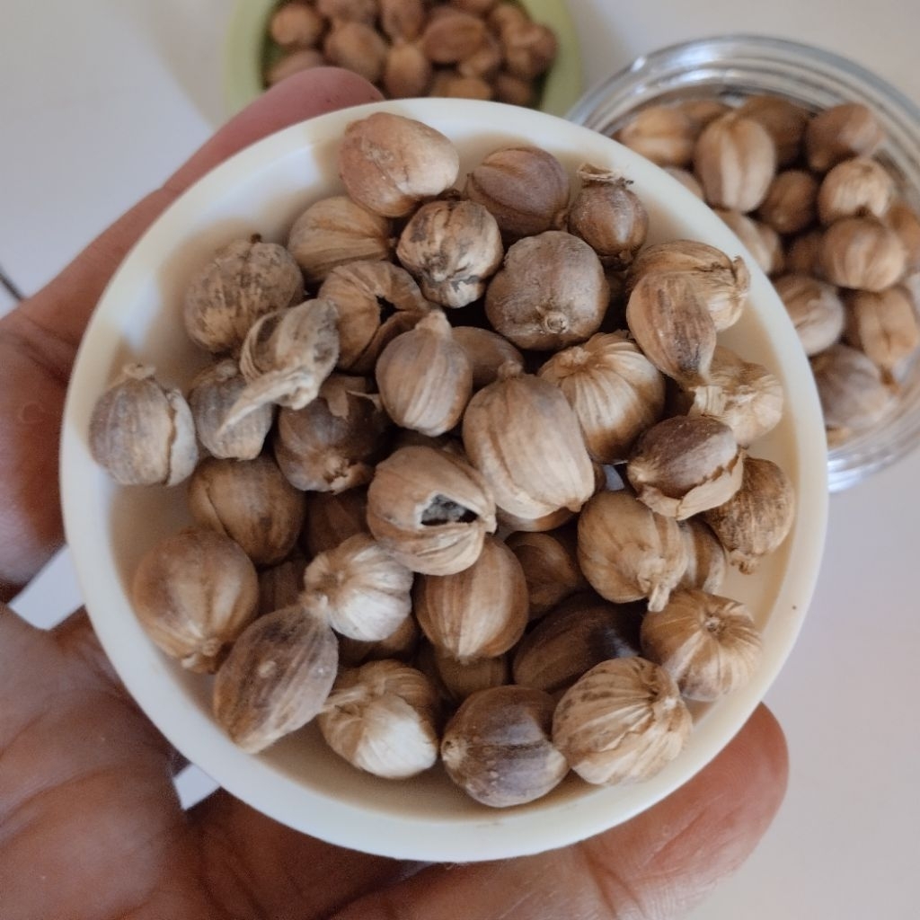 

Kapolaga /Kapulaga Putih Super Kering 5g