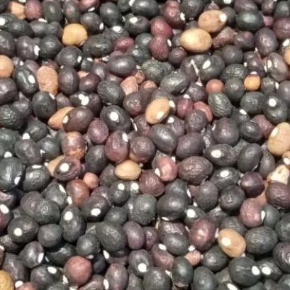 

Biji Kacang Bogor Kering 100 gram isi antara 250 biji