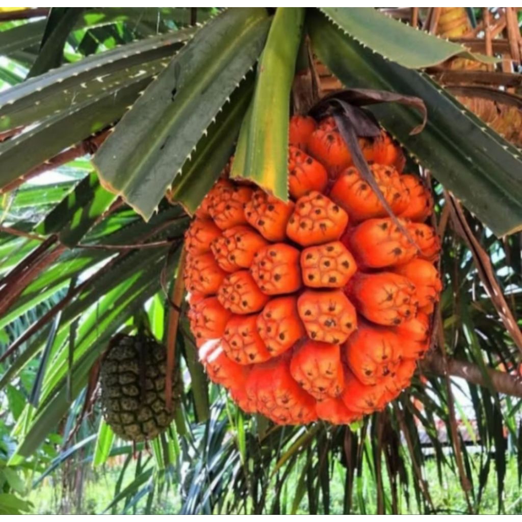 

RS | Buah pandan / 1kg khas pangandaran