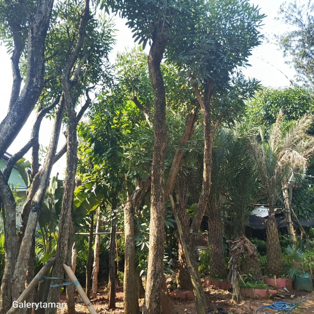 pohon tabebuya tinggi 5-6 meter batang besar