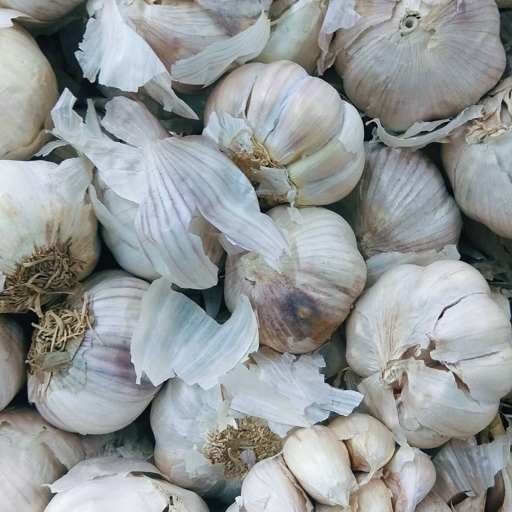 

Bawang Putih Kating Super – Wangi & Pedas