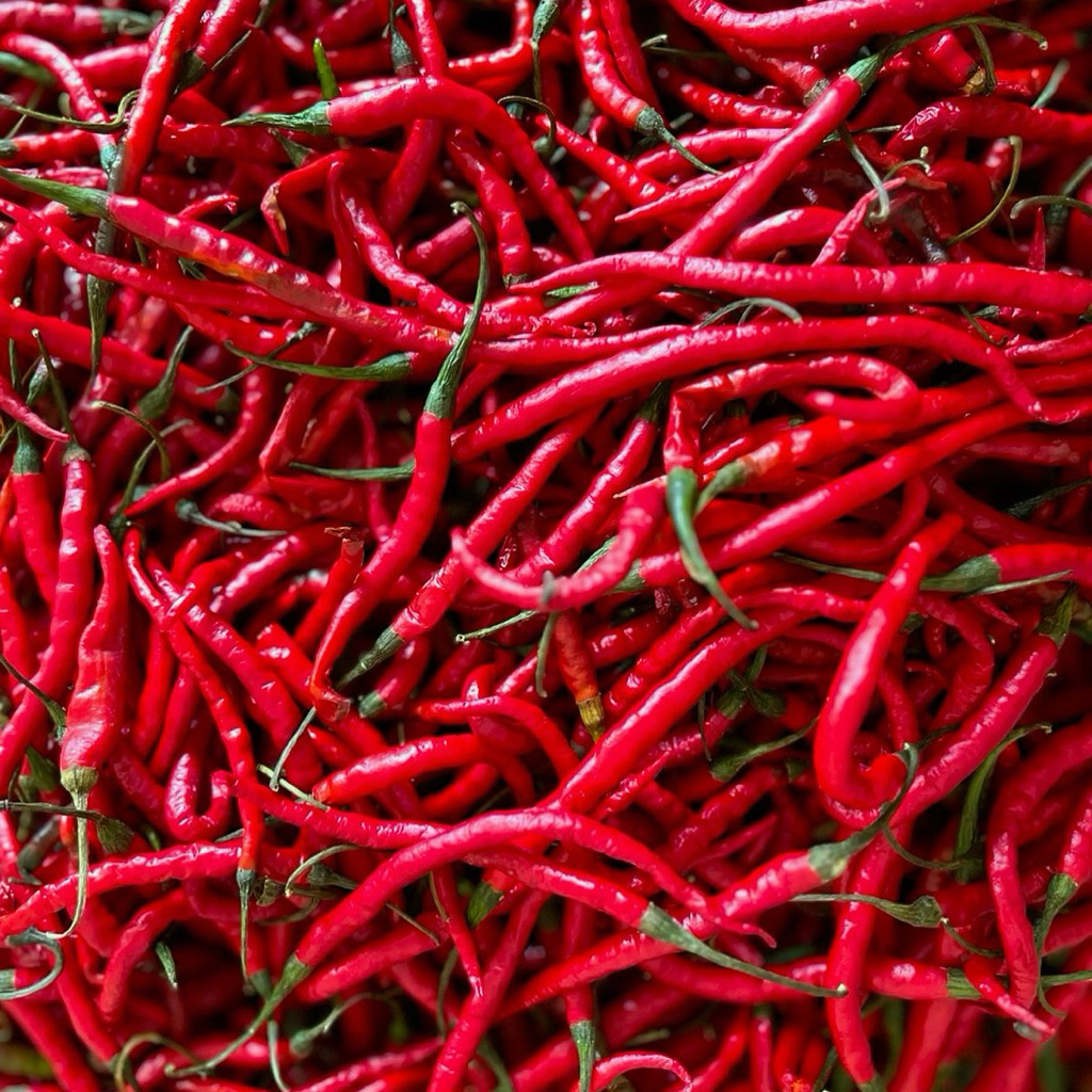 

Cabai Merah Keriting Lokal – Pedas & Segar