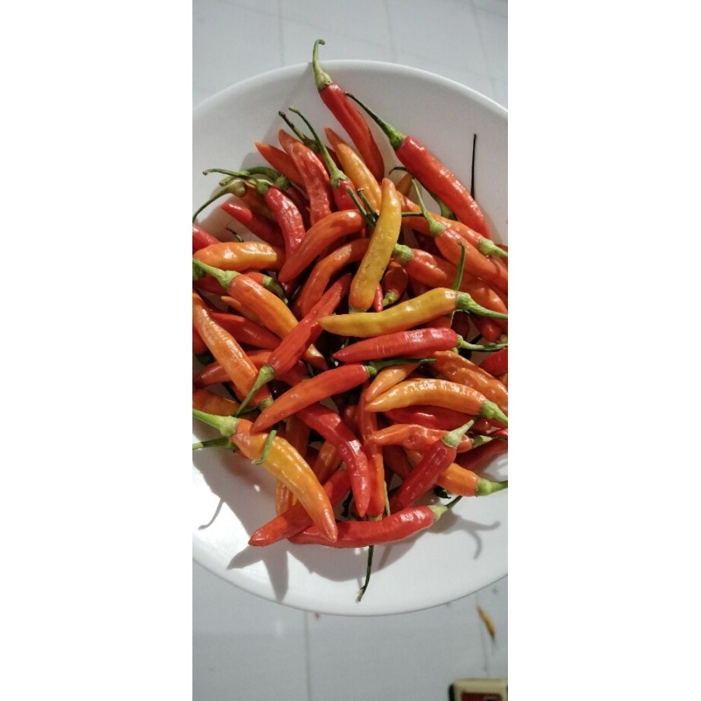 

cabe rawit,cabe kecil,cabe setan