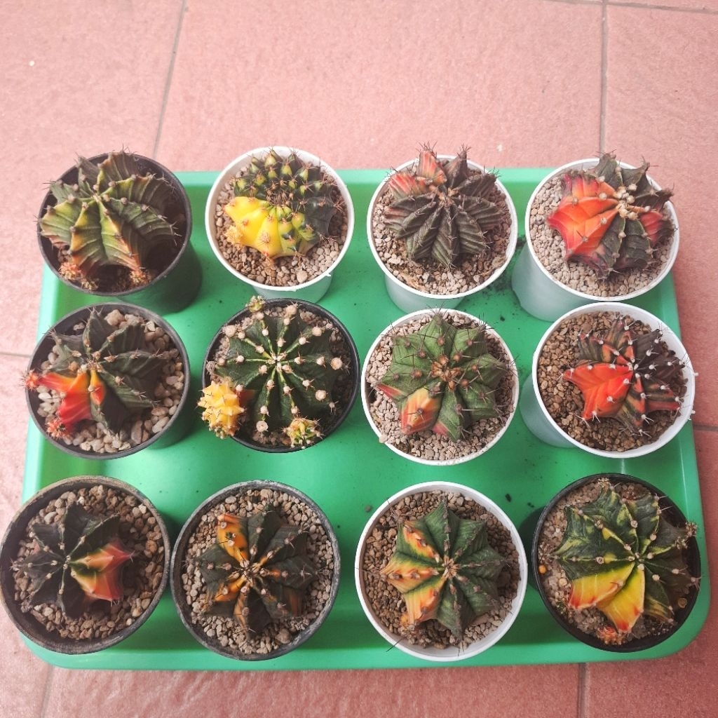 Kaktus Miha Variegata LB Varigata ekonomis murah