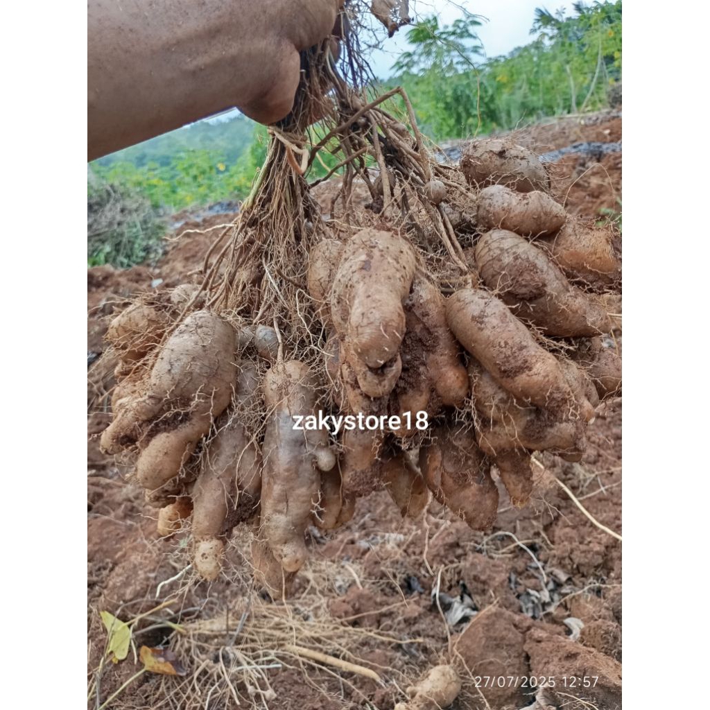 Gembili /umbi Gembili /Bibit Gembili 500 gram dan 1 kilogram