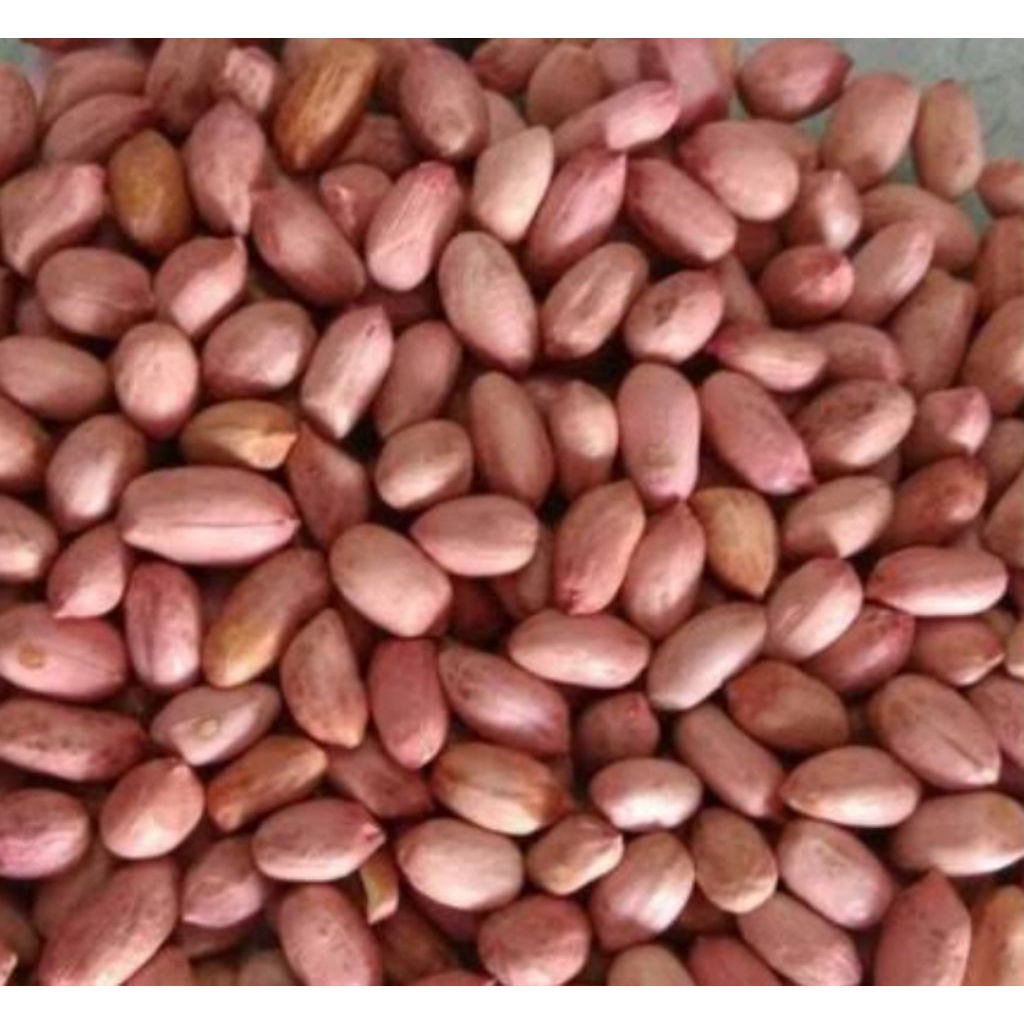 

Kacang tanah segar kupas untuk sayuran sup