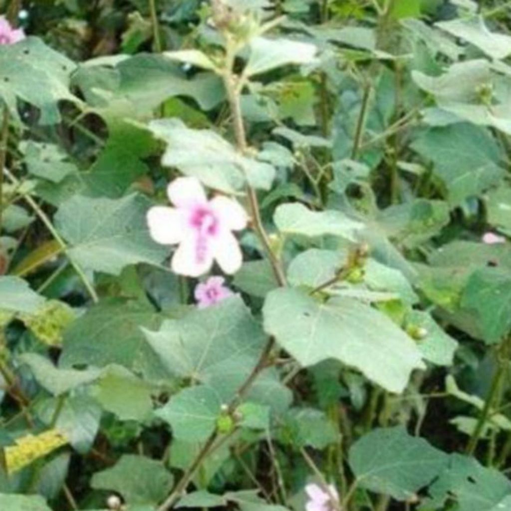 

Daun pulutan segar500gr