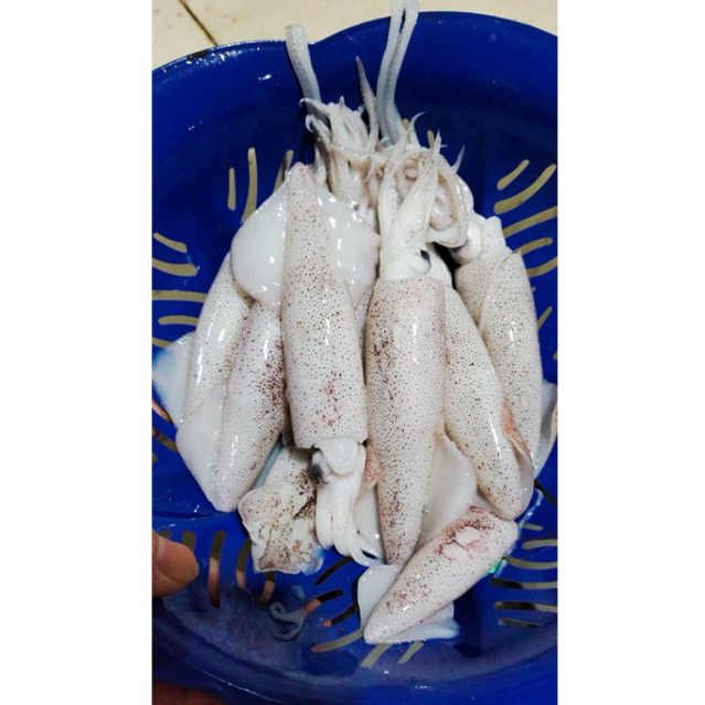 

cumi cumi fresh ukuran sedang