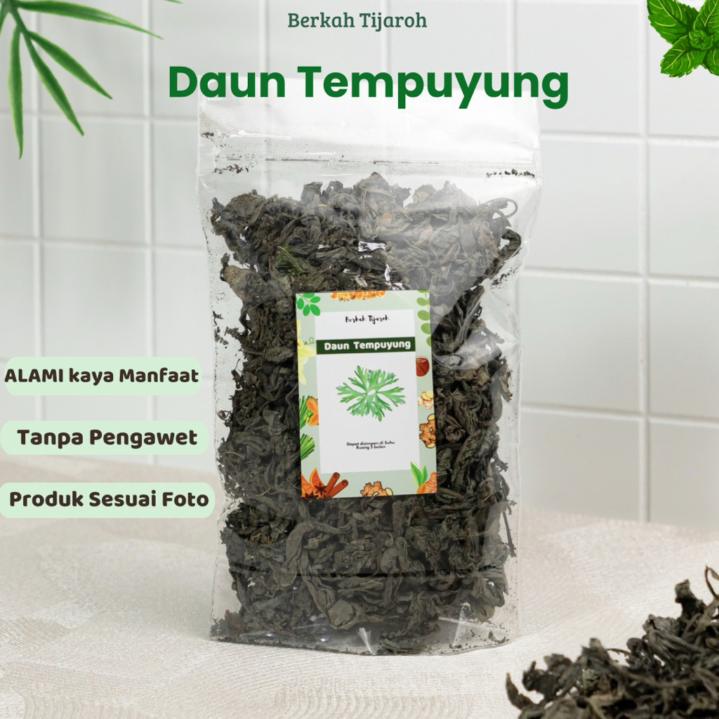 

Daun Tempuyung Kering herbal Darah tinggi Atasi ginjal Asam urat Anti Kanker
