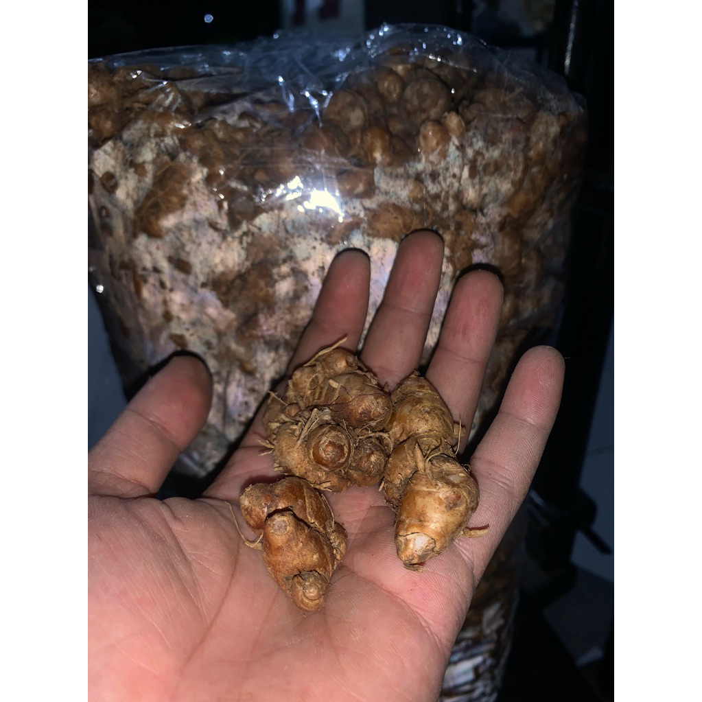

KENCUR TUA SEGAR 1Kg ||BUMBU SEBLAK