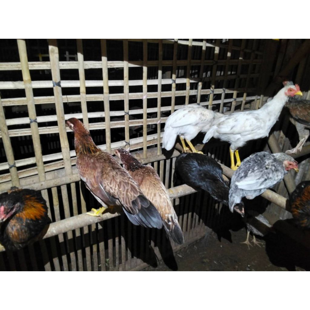 

Ayam kampung ukuran bekakak