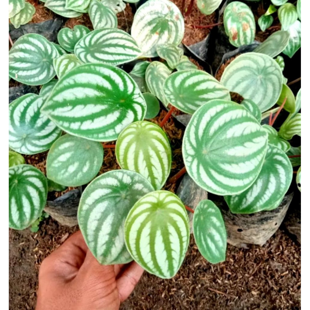 ( BISA COD )PROMO Tanaman hias peperomia watermelon - tanaman hias peperomia watermelon - peperomia 