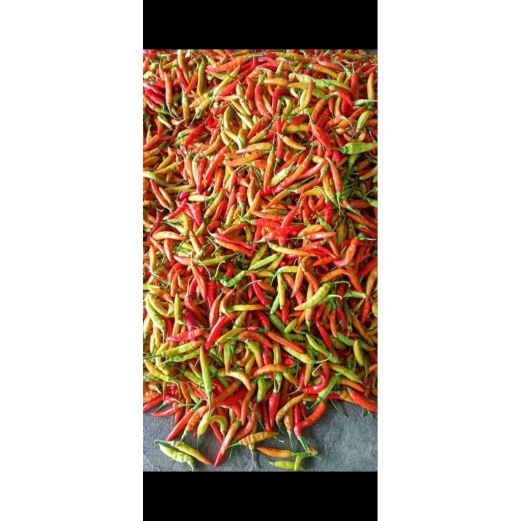 

(COD ) Cabe Rawit Asmoro 1/4 kg fresh (250g) Jatim