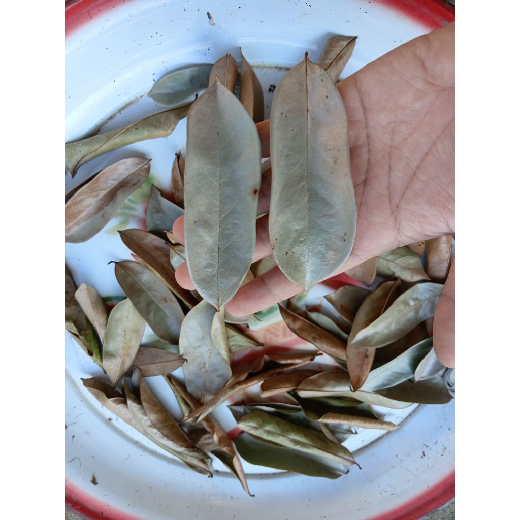 

Daun Sirsak Kering 25 Lembar yang langsung dari pohon untuk bahan Obat