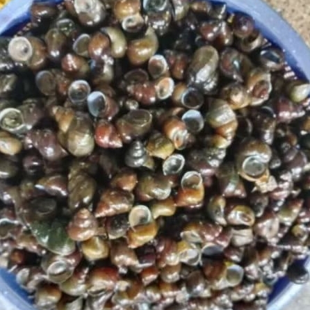 

Tutut Sawah, Keong Tutut Hidup berat 1kg, Wajib kurir instan dan sameday