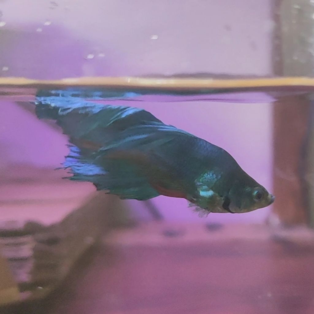 IKAN CUPANG HM BONSAI (REAL PIC)