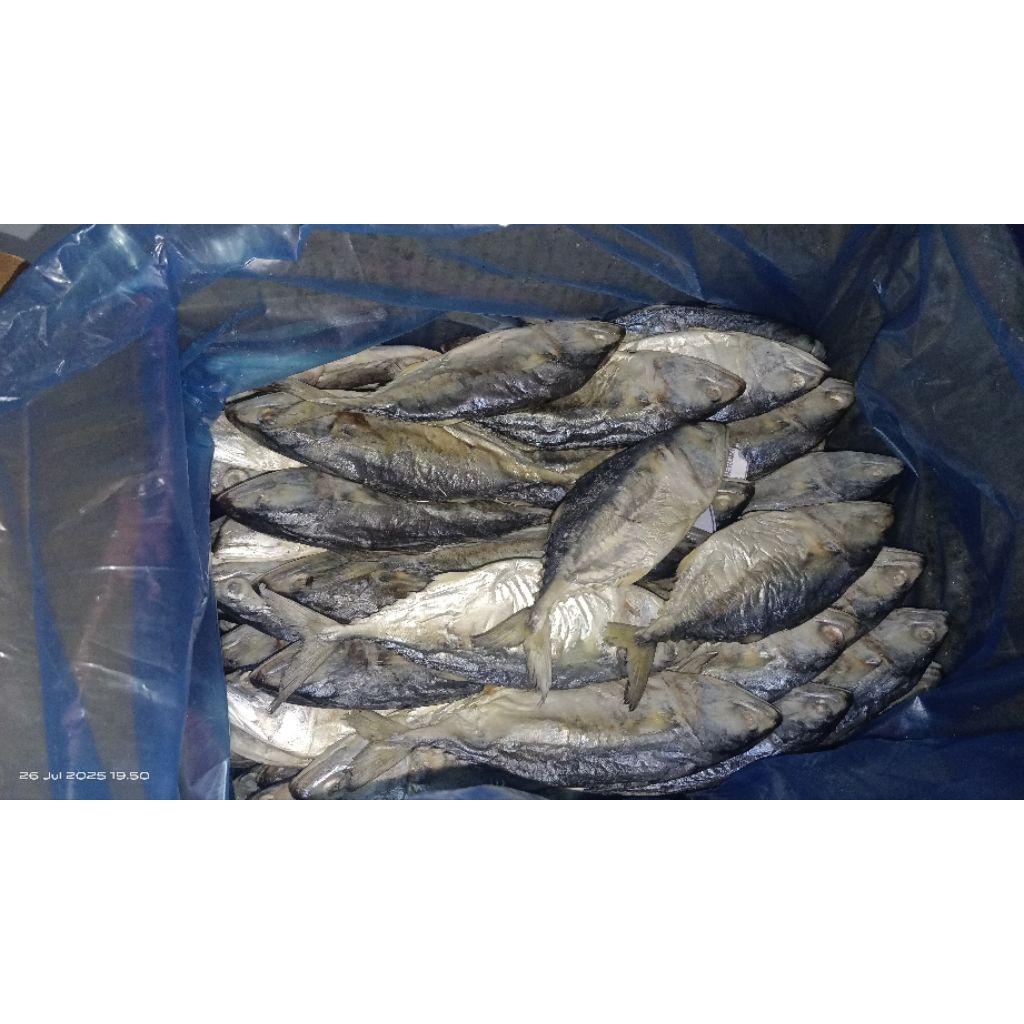 

ikan asin gembung size besar, gurih enak