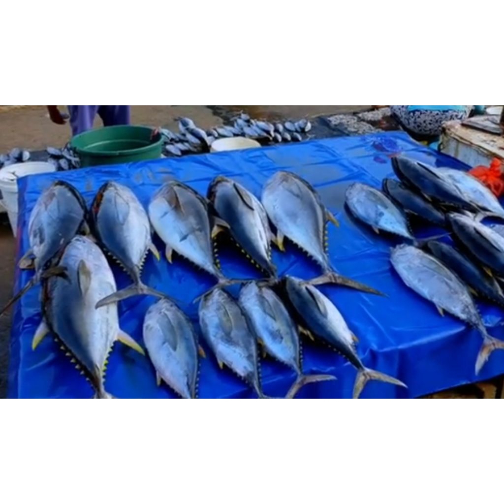 

paket ikan tuna segar 10kg isi 5-6-7 pesan sore/malam di kirim pagi