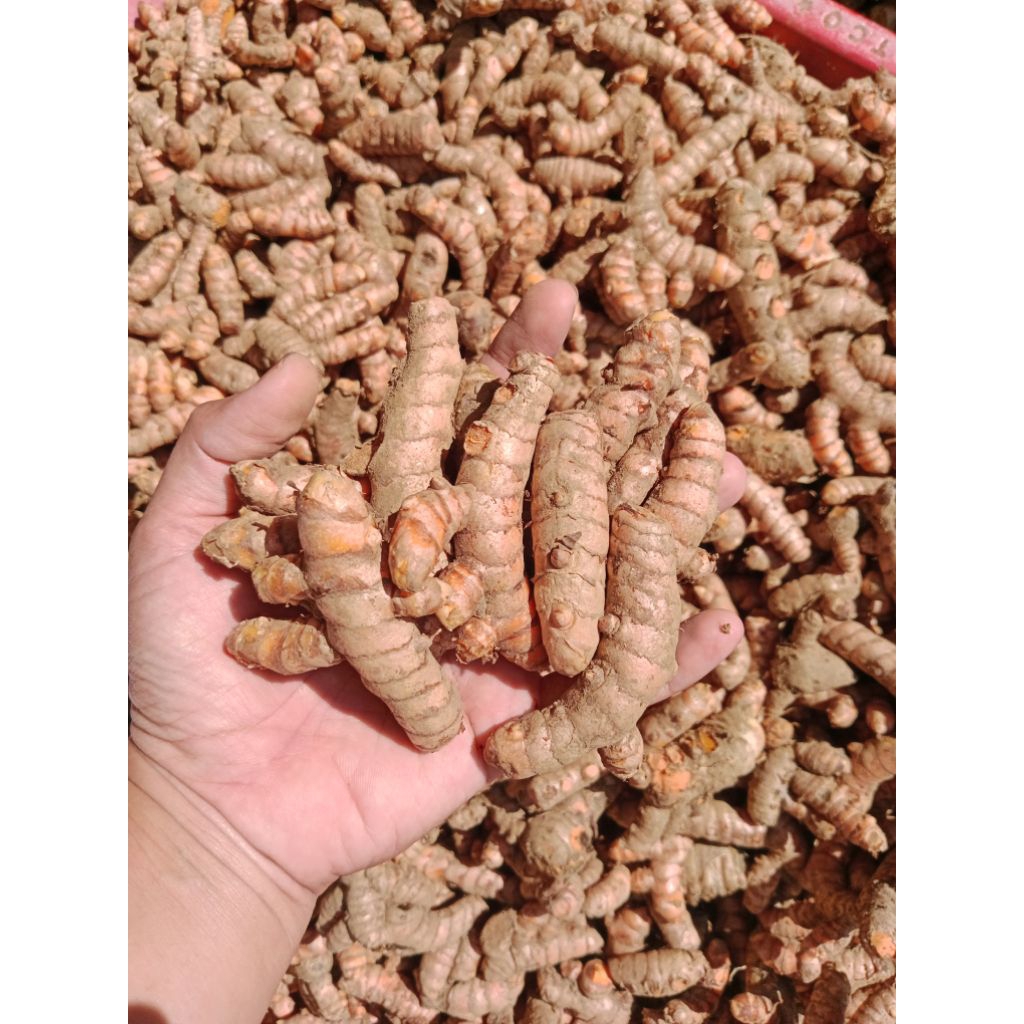 

KUNYIT SEGAR Bumbu masak Jamu Herbal Bibit Kunyit