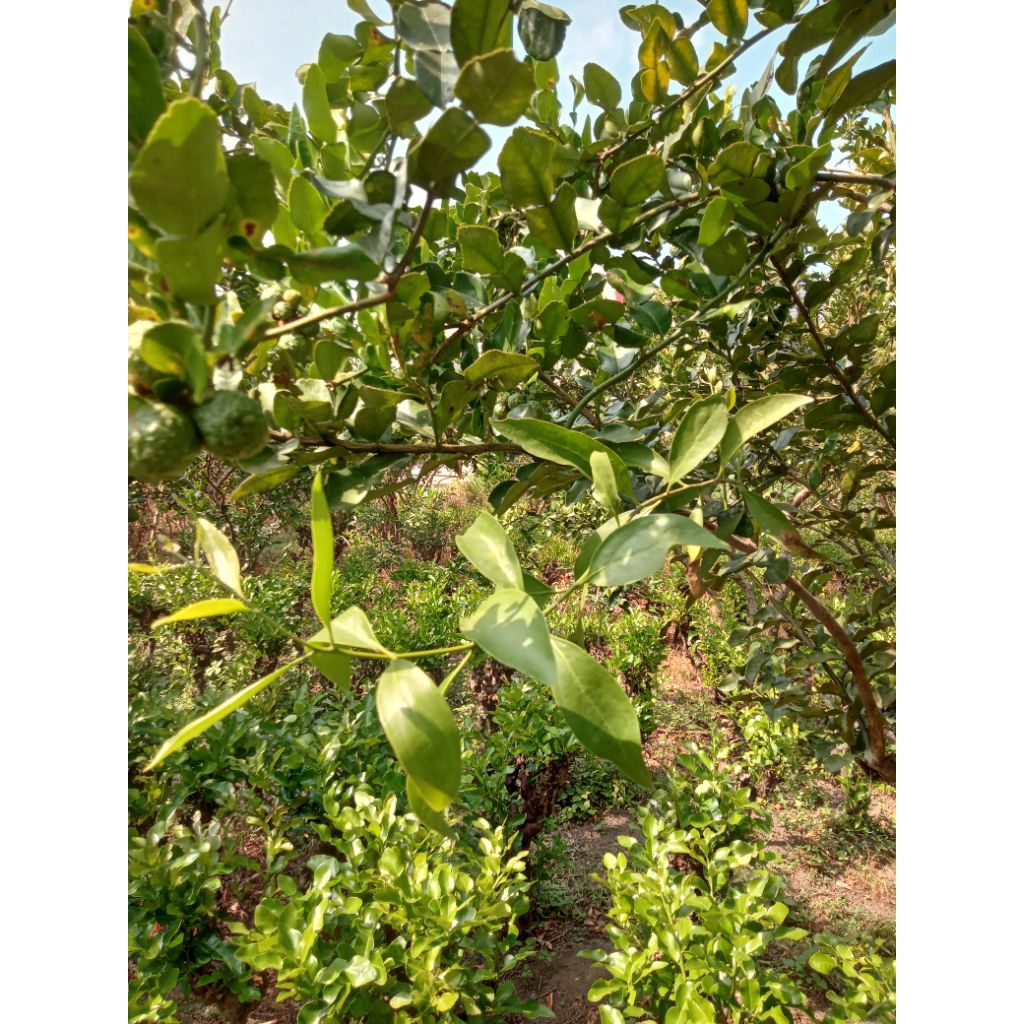 

benalu, kemlade jeruk purut fresh 200 gram, segar, langsung petik pohon