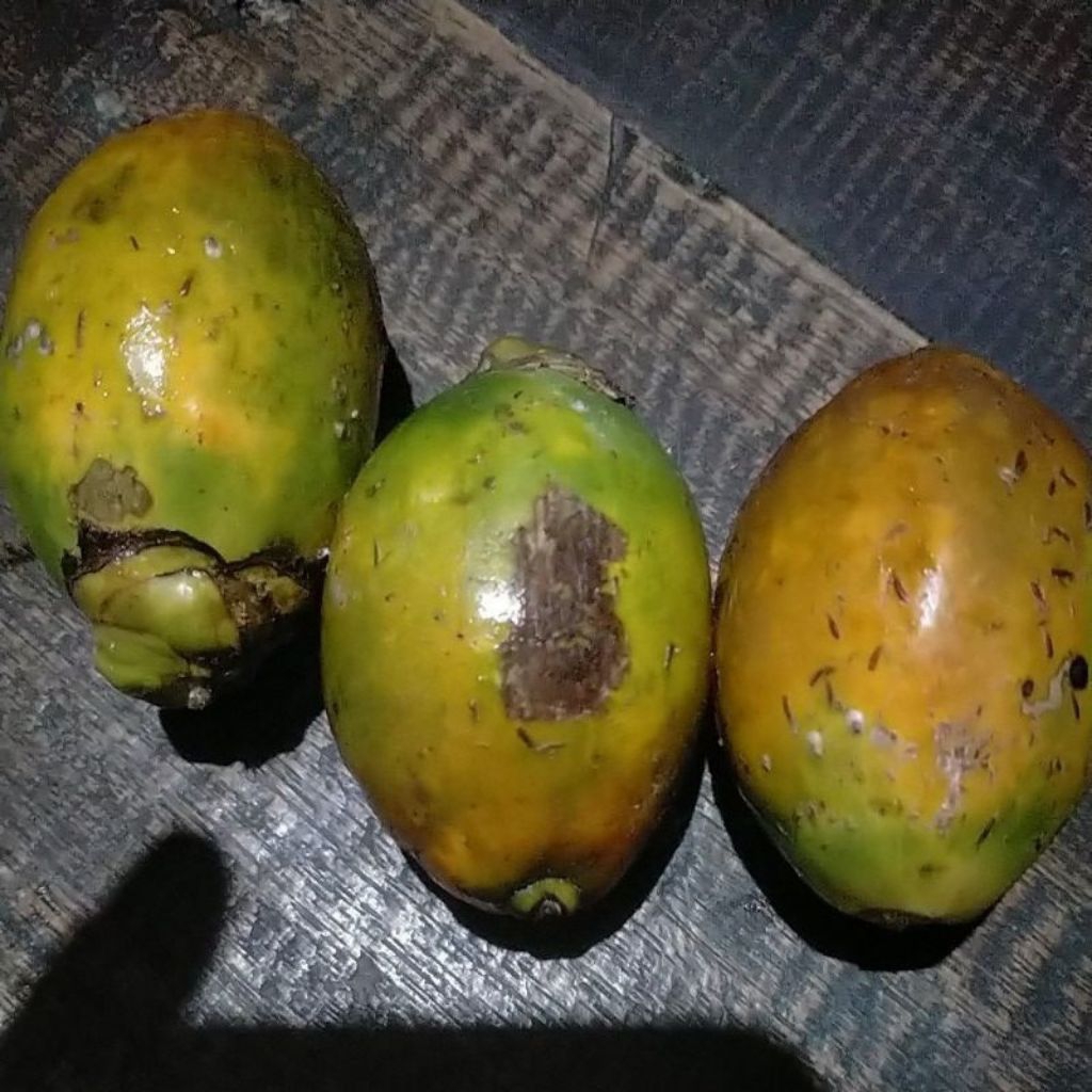 

pinang tua 1kg/jambe tua 1000gr